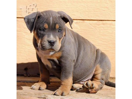 Pitbull